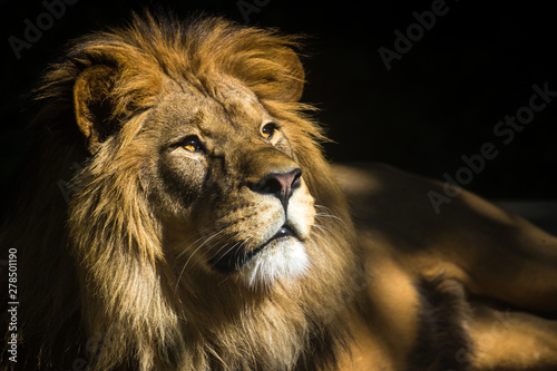 Fototapeta Naklejka Na Ścianę i Meble -  lion portrait