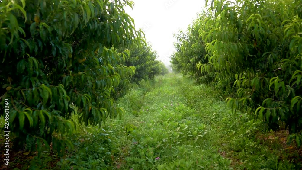 Steadicam motion camera moving through peach orchard in the morning.