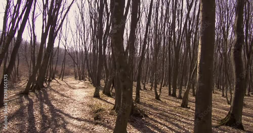 A young woman goes for a walk in the woods on an autumn day A young woman goes for a walk in the woods on an autumn day