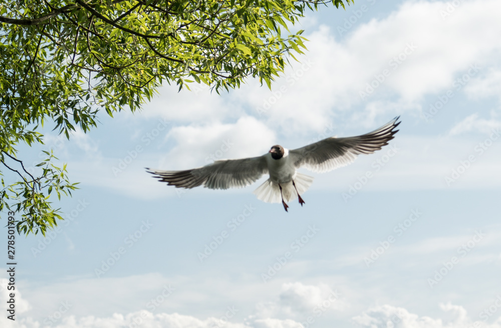 Gulls against the blue sky. The Black-headed Gull is one of the most widespread species of gulls in the world, with over 2 million pairs. Summer. Sunny day. Gulls against the blue sky. The Black-headed Gull is one of the most widespread species of gulls in the world, with over 2 million pairs. Summer. Sunny day.