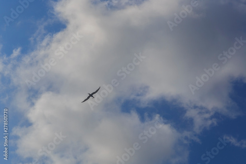 A seagull carrying a fish in its beak against the sky with clouds