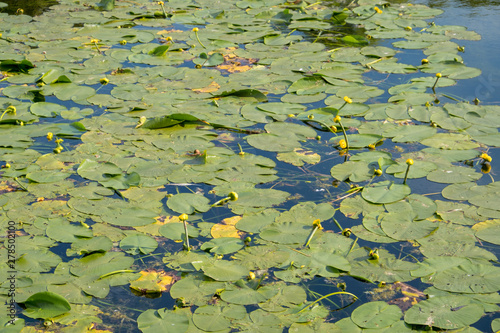 A jug of yellow  water lily  or nymph  on the pond. A popular decoration of artificial ponds and ponds in garden design. Summer  sunny day.
