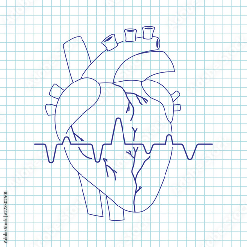 Human heart vector line art icon of internal organ isolated on background.