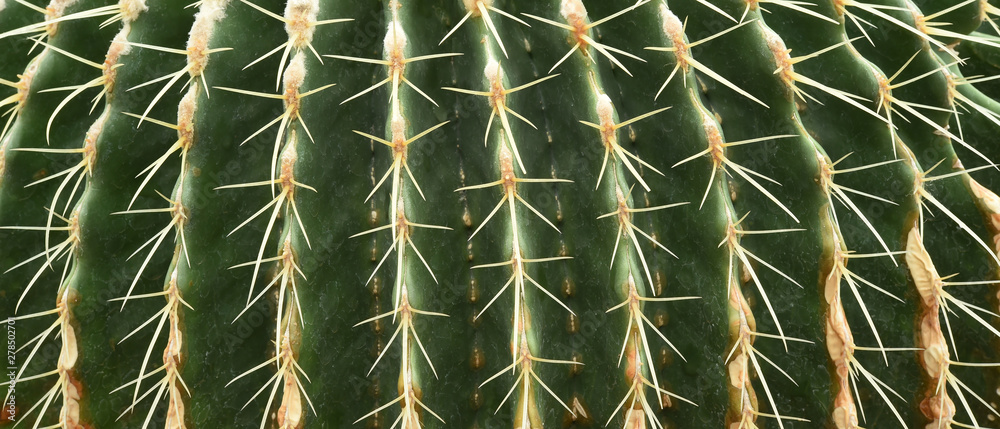 close up of thorn cactus texture for background close up of thorn cactus texture for background