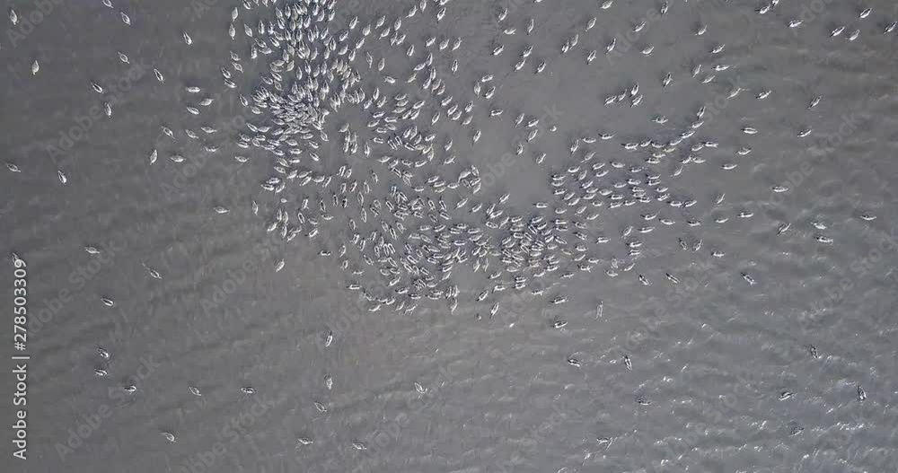 Shovelers Ducks feeding in pool aerial view Shovelers ducks feeding in pool, Drone shot, Judea plains Israel