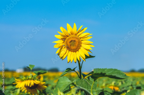 Yellow sunflower on field farmland with blue sky