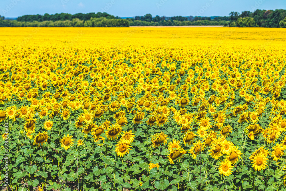 Obraz premium Sunflower field with cloudy blue sky