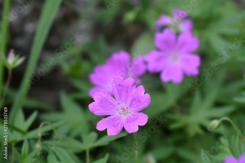 Bloody cranesbill