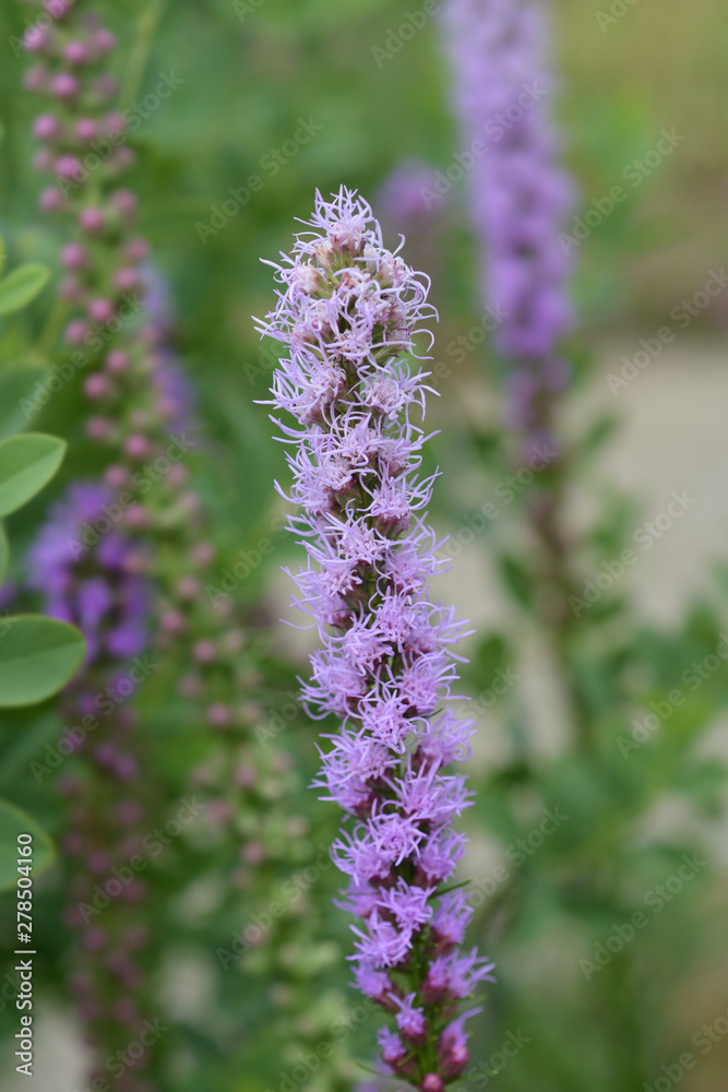 Obraz premium Prairie blazing star