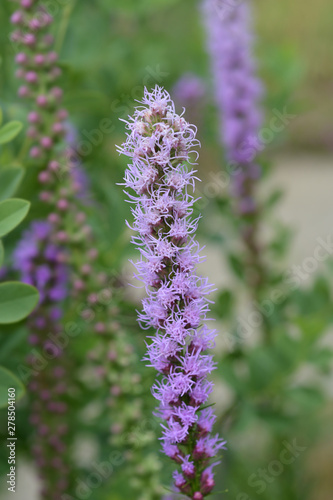 Prairie blazing star