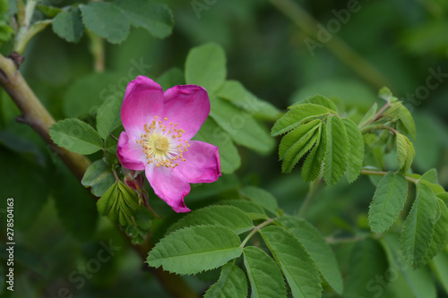 Alpine rose