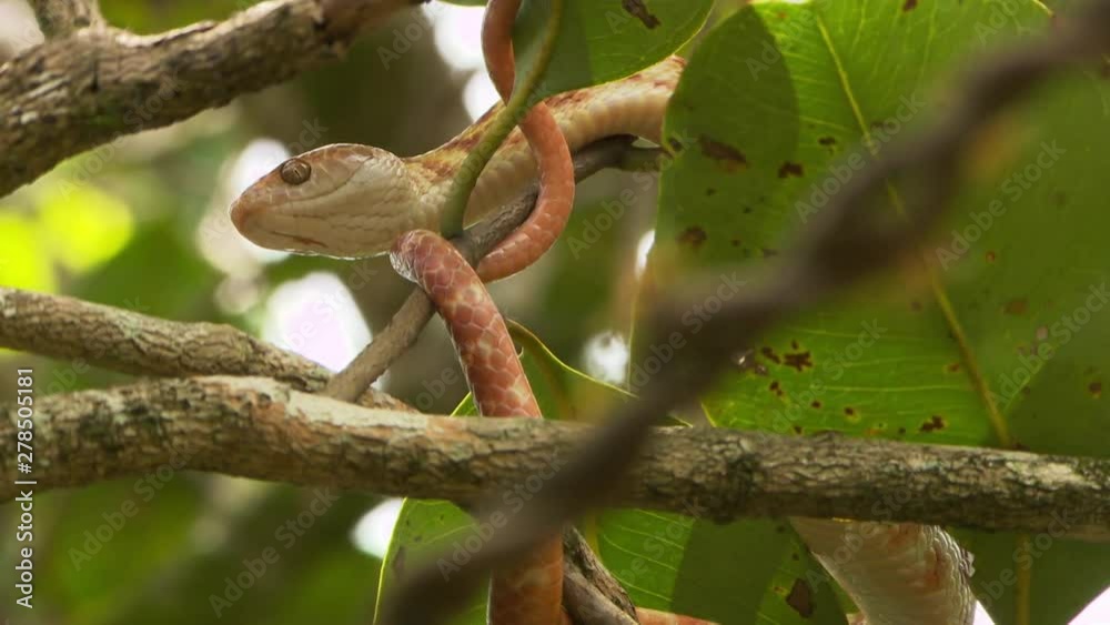 Steady, low angle, close up shot of a brown tree snake wrapped around a small twig. Rack focus to an extreme close up of green tree ants on a twisted branch. Steady, low angle, close up shot of a brown tree snake wrapped around a small twig. Rack focus to an extreme close up of green tree ants on a twisted branch.