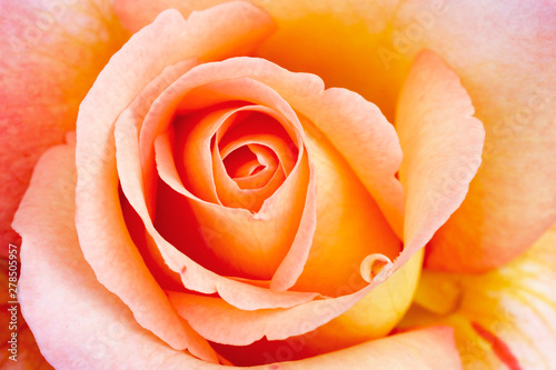 Belle rose avec pétales macro