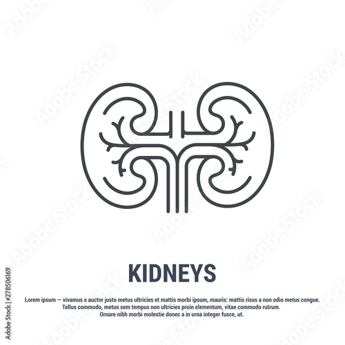 Vector icon. Line design. Kidneys. Anatomical structure of man. Disease and treatment. Symbol, element, sign, logo, emblem. Concept illustration.