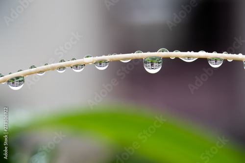梅雨の雨で植物から垂れる水滴