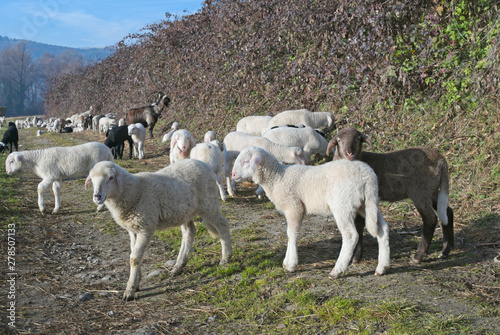 Fototapeta Naklejka Na Ścianę i Meble -  group of lambs in the field
