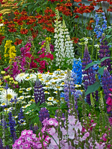 A colourful flower border with Lysimachia, coreopsis, phlox and Leucanthemums