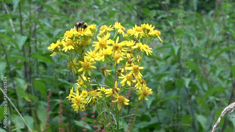 Bombus on yellow colors.Drink nectar and collect pollen. Bombus on yellow colors.Drink nectar and collect pollen.