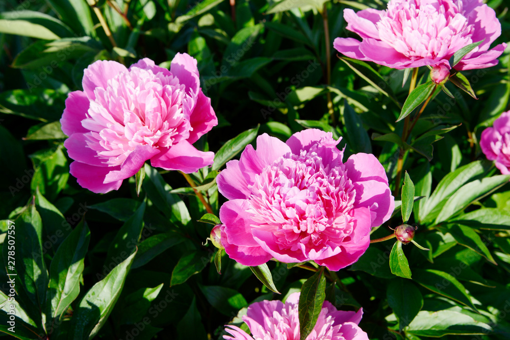 Pink double flowered Peonies in the nature