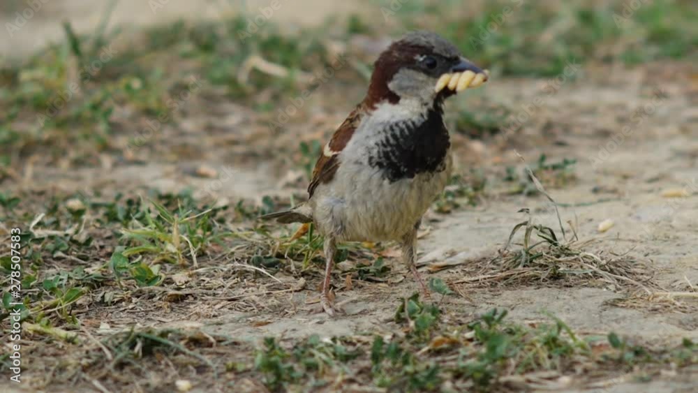 A small bird holds several worms in its mouth, shaking its feathers. Filmed in slow-motion. A small bird holds several worms in its mouth, shaking its feathers. Filmed in slow-motion.