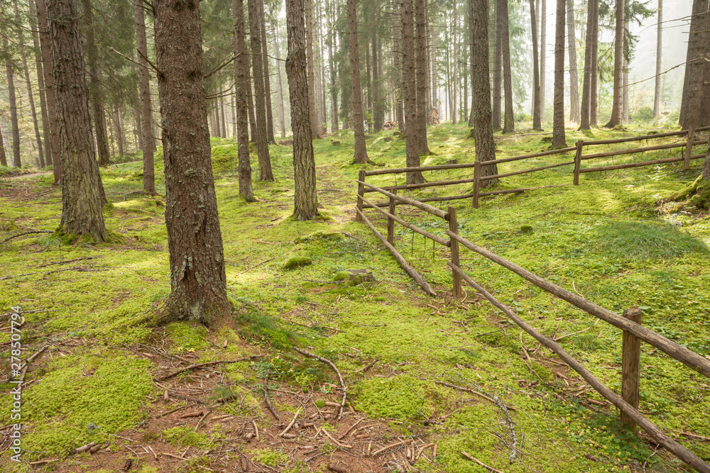 A fence inside a typical forest of the Italian Alps long a mountain path