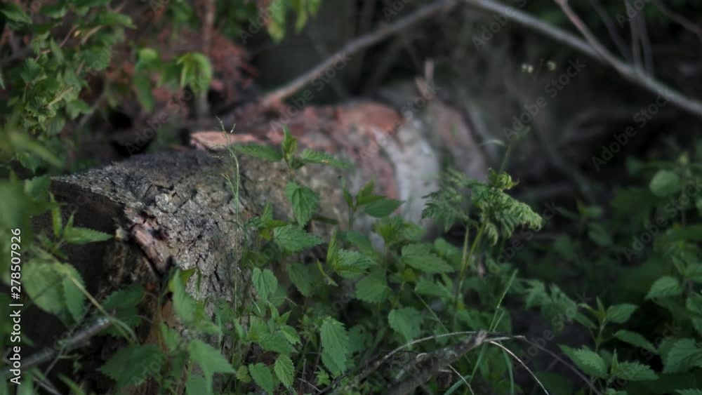 Treetrunk in forest with many leafs in foreground. Treetrunk in forest with many leafs in foreground.