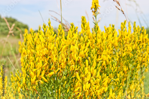 Yellow Flowers of a dyer broom (Genista tinctoria, dyer's greenweed). Medicinal plant, and is used for dyeing textiles.