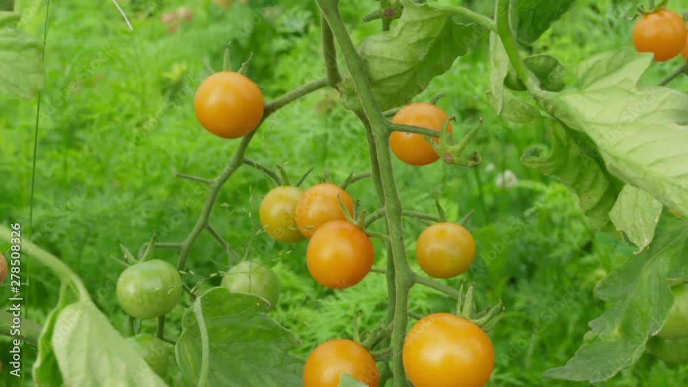 Close up slider tracking shot of sun gold cherry tomatoes on the vine. Camera pans and tilts as tomatoes pass by. Foliage can be seen in backgrournd. Close up slider tracking shot of sun gold cherry tomatoes on the vine. Camera pans and tilts as tomatoes pass by. Foliage can be seen in backgrournd.