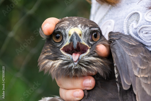 Photos Scientist holding a common buzzard (Buteo buteo) in a bird banding/ringing sessi