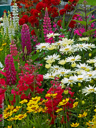 Close up of a colourful flower border with mixed planting including echinacea; dahlias; lupins and leucanthemum; photo