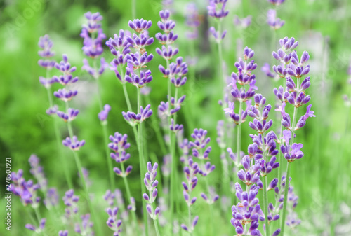 Soft focus on beautiful lavender flowers in summer garden