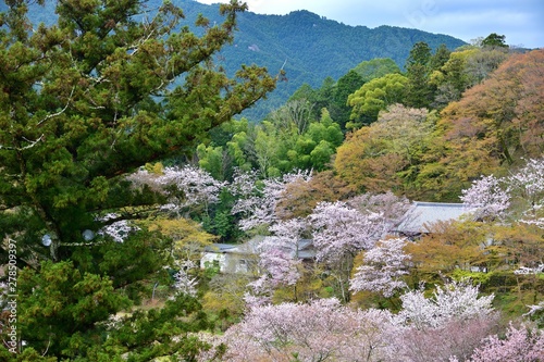 満開の桜咲く情景
