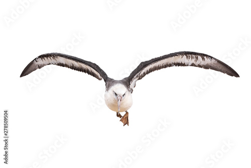 albatross bird isolated on white background. with clipping path