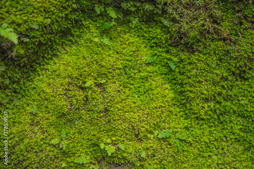 Balinese moss Background traveling to Bali concept