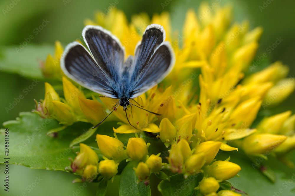 Fototapeta premium キリンソウの花の蜜を吸うシジミチョウ