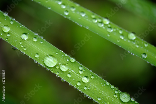 雨上がりの草の葉っぱに水滴