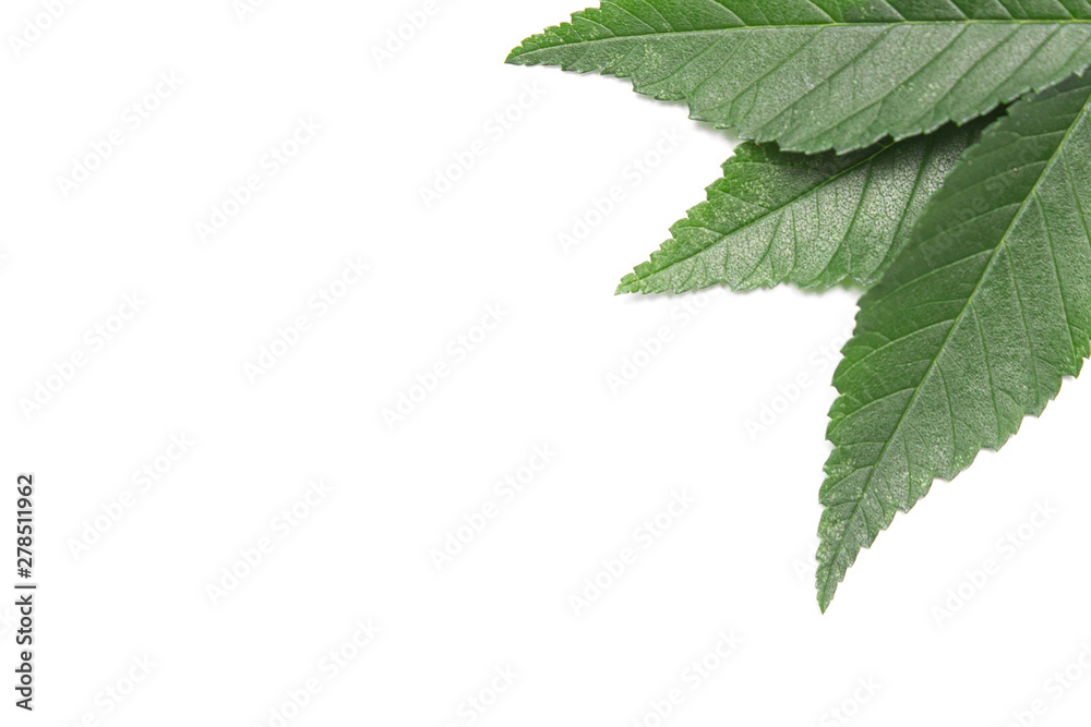 Fototapeta premium green leaf on a white background, isolate.