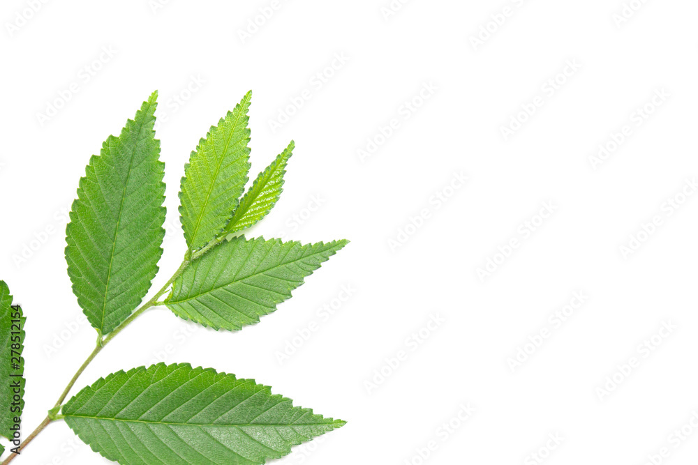 green leaf on a white background, isolate.