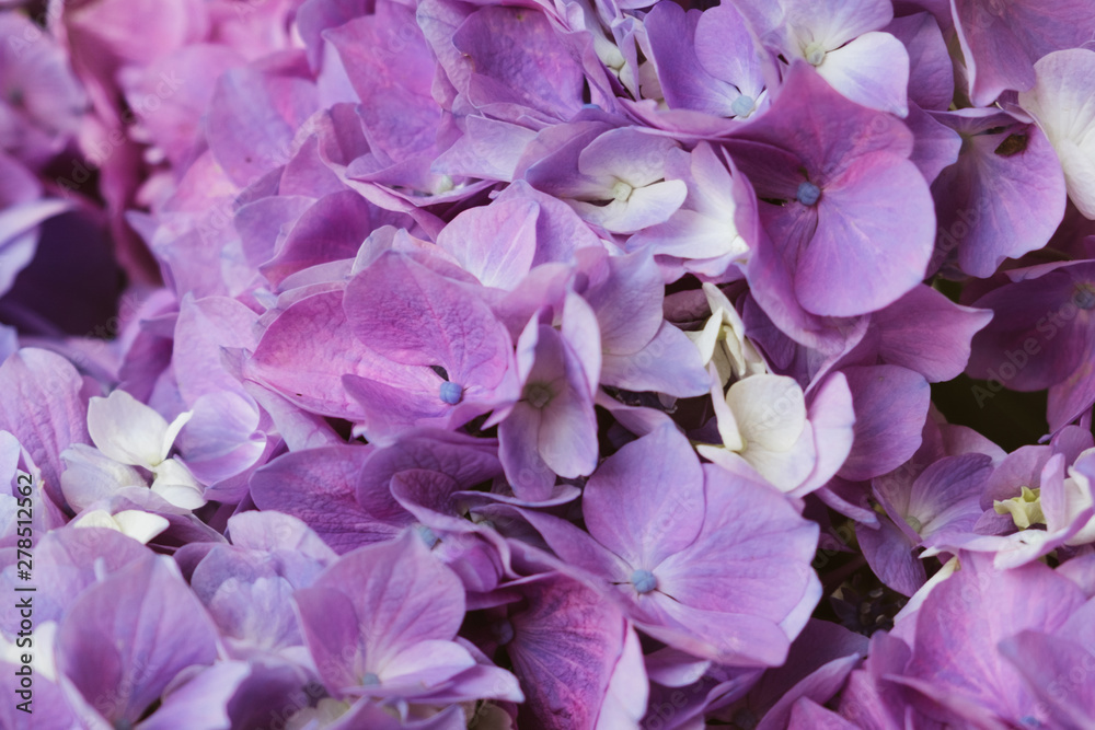 Beautiful pastel purple hydrangea flowers in bloom, close up. Flowery summer texture for background Beautiful pastel purple hydrangea flowers in bloom, close up. Flowery summer texture for background