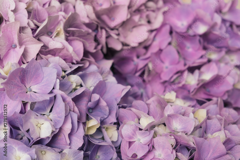 Beautiful pastel purple hydrangea flowers in bloom, close up. Flowery summer texture for background