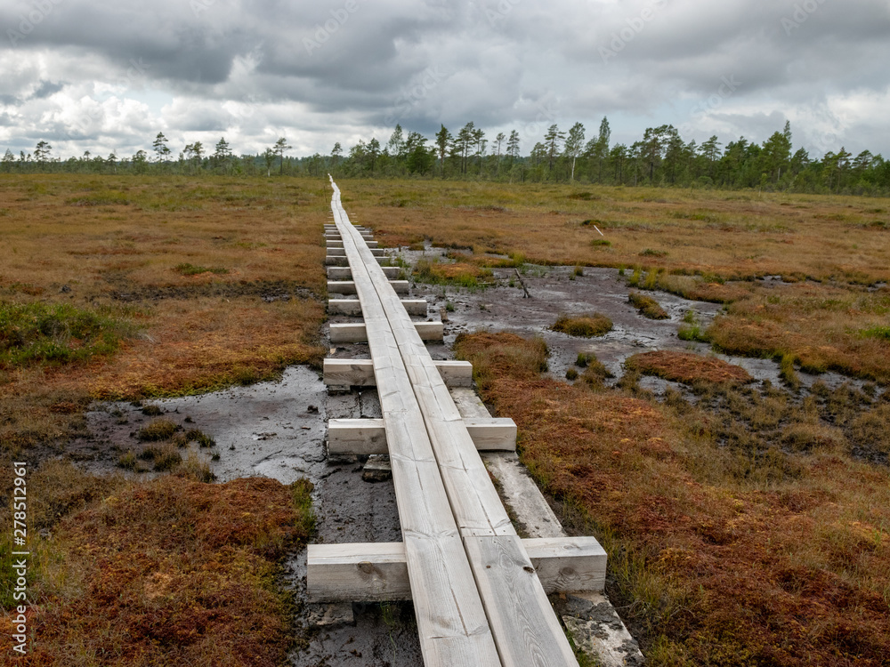 The wooden trunk leads to the swamp, surrounded by marsh moss and small lakes The wooden trunk leads to the swamp, surrounded by marsh moss and small lakes