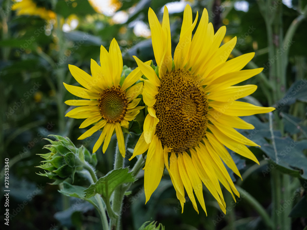 Fototapeta premium field of yellow flowers of a sunflower close up