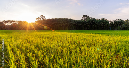 Rice field panoramic with sunrise or sunset and sunbeam flare