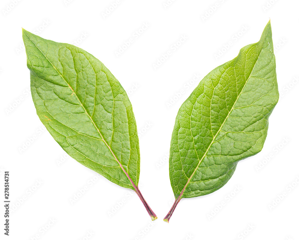 Fototapeta premium green juicy leaf on a white background, isolate, blank for designers.