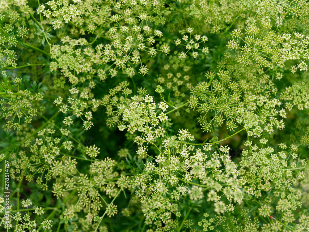 green fragrant dill blooms in the garden green fragrant dill blooms in the garden