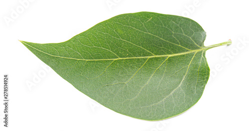 green juicy leaf on a white background, isolate, blank for designers.