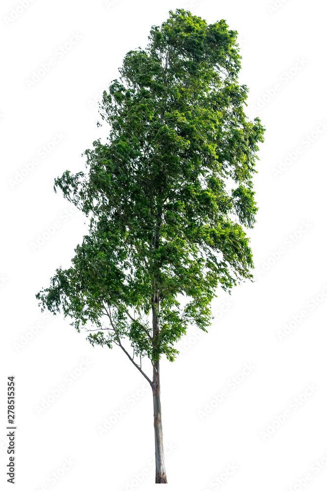 The tree is completely separated from the white ba background Scientific name Eucalyptus The tree is completely separated from the white ba background Scientific name Eucalyptus