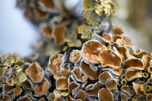Lichen on wood surface Xanthoria parietina