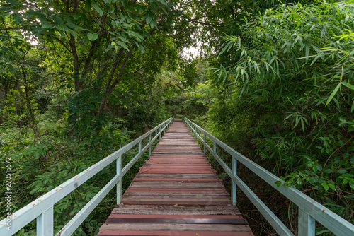 pathway into the Jungle.  bridge at misty tropical rain forest. Travel background 