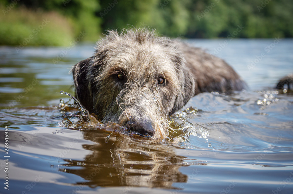 Irish Wolfhound. Shot of the head of a swimming dog.